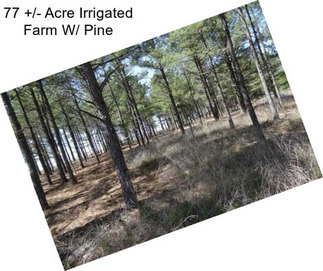 77 +/- Acre Irrigated Farm W/ Pine