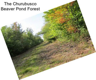 The Churubusco Beaver Pond Forest