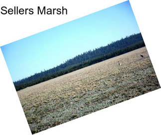 Sellers Marsh