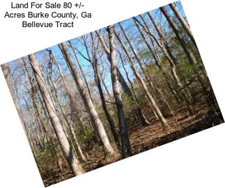 Land For Sale 80 +/- Acres Burke County, Ga Bellevue Tract