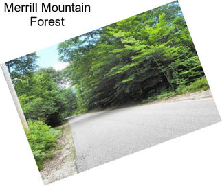 Merrill Mountain Forest