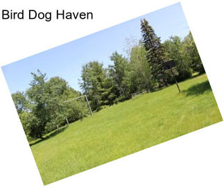 Bird Dog Haven