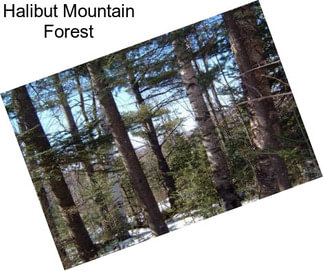Halibut Mountain Forest
