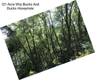 121 Acre Wrp Bucks And Ducks Honeyhole
