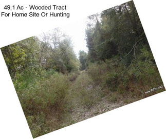 49.1 Ac - Wooded Tract For Home Site Or Hunting