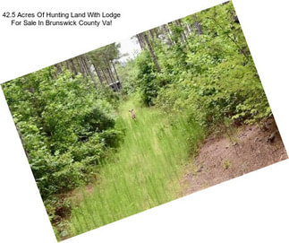 42.5 Acres Of Hunting Land With Lodge For Sale In Brunswick County Va!
