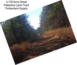 4,118 Acre Great Palestine Land Tract Timberland Supply
