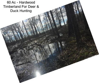 60 Ac - Hardwood Timberland For Deer & Duck Hunting
