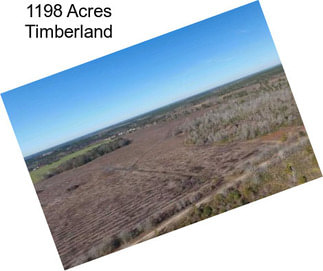 1198 Acres Timberland