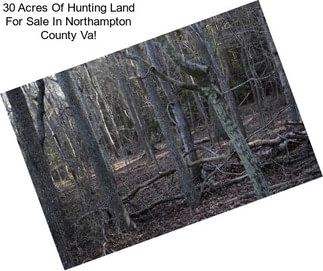 30 Acres Of Hunting Land For Sale In Northampton County Va!