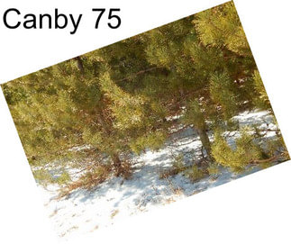 Canby 75