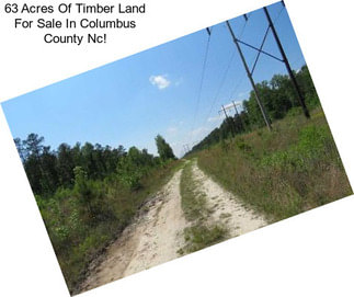 63 Acres Of Timber Land For Sale In Columbus County Nc!