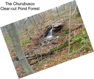 The Churubusco Clear-cut Pond Forest