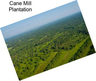 Cane Mill Plantation