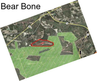 Bear Bone