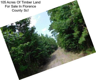 105 Acres Of Timber Land For Sale In Florence County Sc!