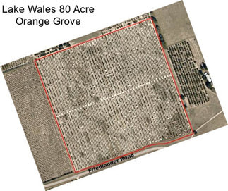 Lake Wales 80 Acre Orange Grove