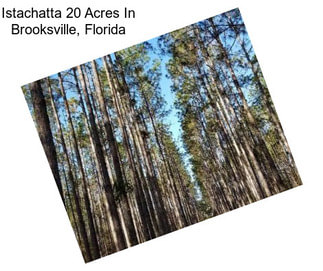 Istachatta 20 Acres In Brooksville, Florida