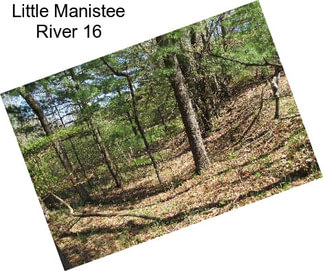 Little Manistee River 16