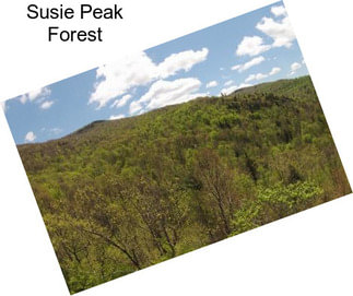 Susie Peak Forest