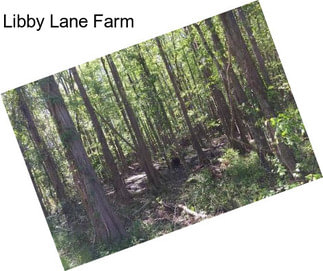 Libby Lane Farm
