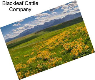 Blackleaf Cattle Company