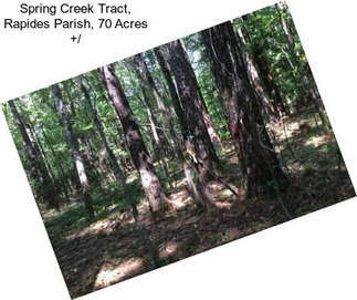 Spring Creek Tract, Rapides Parish, 70 Acres +/