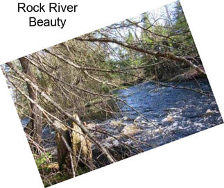 Rock River Beauty