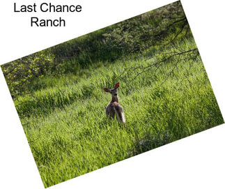 Last Chance Ranch