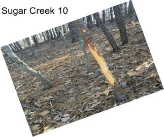 Sugar Creek 10