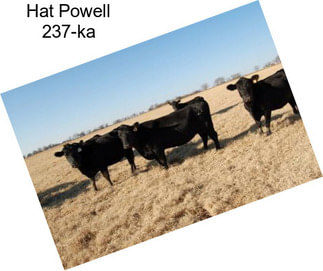 Hat Powell 237-ka