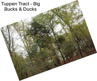 Tuppen Tract - Big Bucks & Ducks