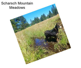 Scharsch Mountain Meadows