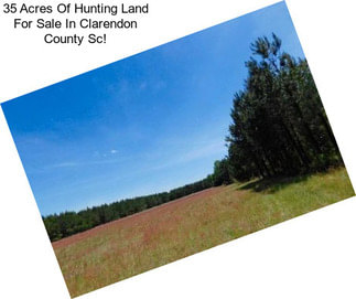 35 Acres Of Hunting Land For Sale In Clarendon County Sc!