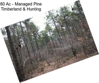 80 Ac - Managed Pine Timberland & Hunting