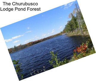 The Churubusco Lodge Pond Forest