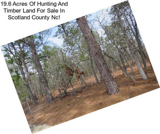 19.6 Acres Of Hunting And Timber Land For Sale In Scotland County Nc!