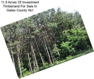 11.5 Acres Of Investment Timberland For Sale In Gates County Nc!