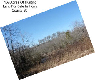 169 Acres Of Hunting Land For Sale In Horry County Sc!