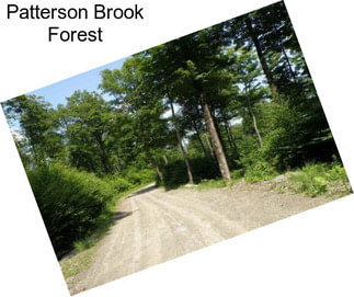 Patterson Brook Forest