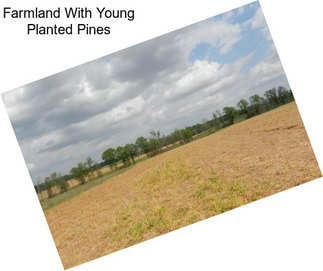 Farmland With Young Planted Pines