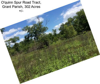 O\'quinn Spur Road Tract, Grant Parish, 302 Acres +/-
