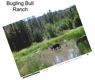 Bugling Bull Ranch