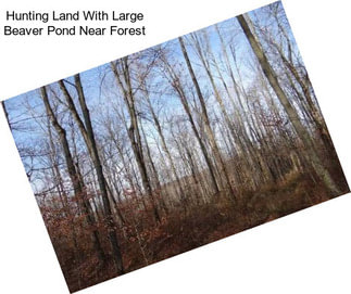 Hunting Land With Large Beaver Pond Near Forest