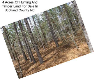 4 Acres Of Hunting And Timber Land For Sale In Scotland County Nc!