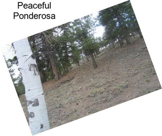 Peaceful Ponderosa