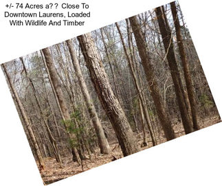 +/- 74 Acres a Close To Downtown Laurens, Loaded With Wildlife And Timber