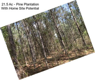 21.5 Ac - Pine Plantation With Home Site Potential