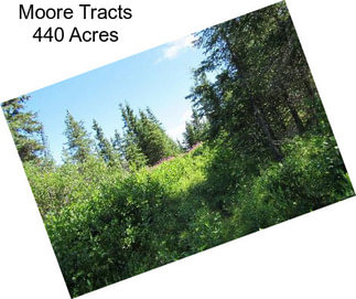 Moore Tracts 440 Acres