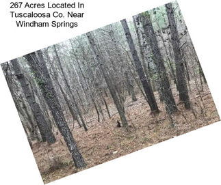 267 Acres Located In Tuscaloosa Co. Near Windham Springs